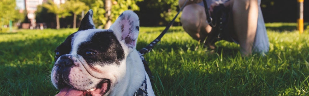 ¿Puede una comunidad prohibir que entre mi perro a mi propiedad?